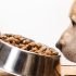 What is the Best Dog Food for Dogs